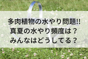 多肉植物の水やり問題 真夏の水やり頻度は みんなはどうしてる Iku夫婦のタニラー日記