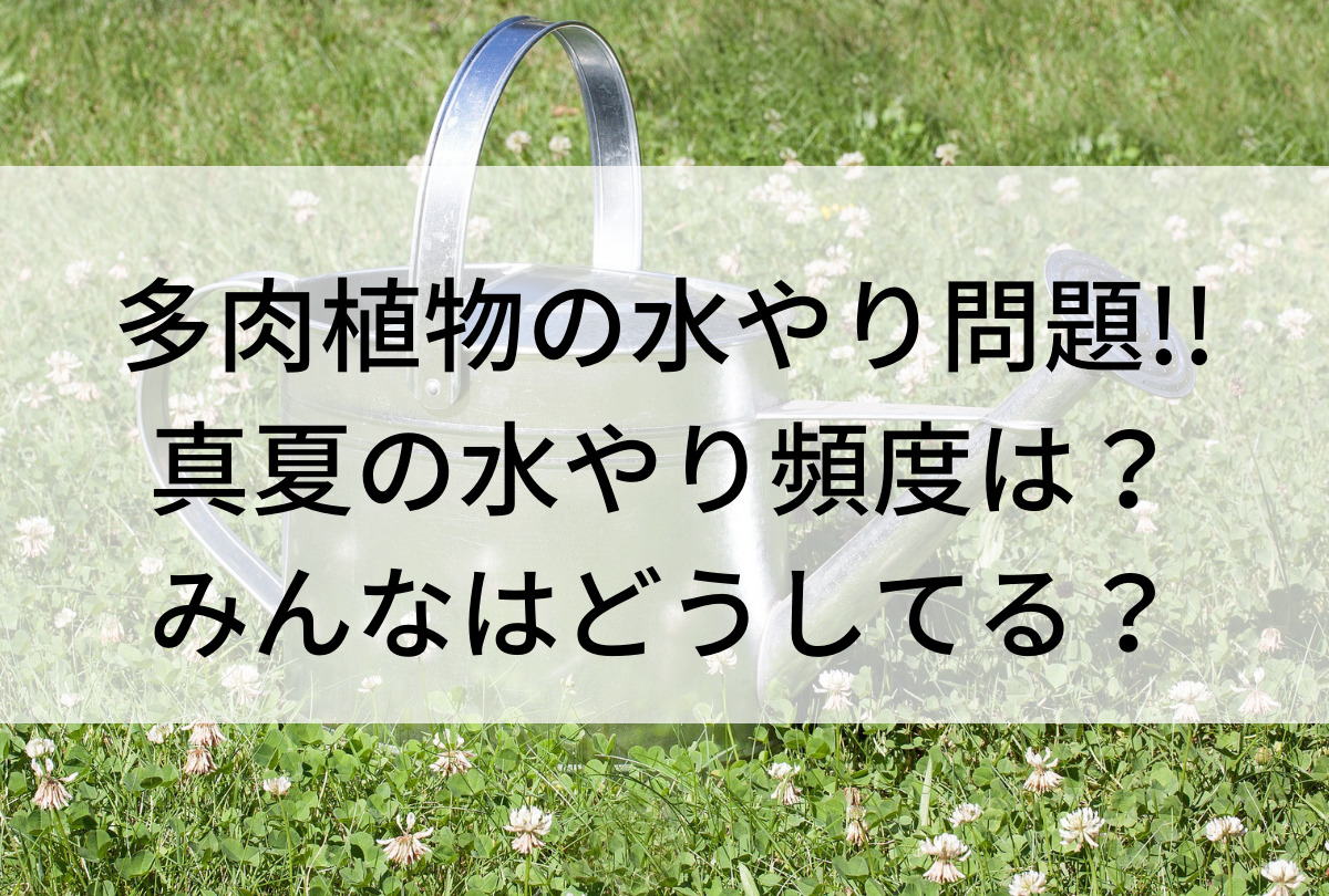 多肉植物の水やり問題 真夏の水やり頻度は みんなはどうしてる Iku夫婦のタニラー日記