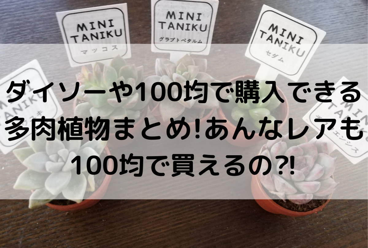 ダイソーや100均で購入できる多肉植物まとめ あんなレアも100均で買えるの Iku夫婦のタニラー日記