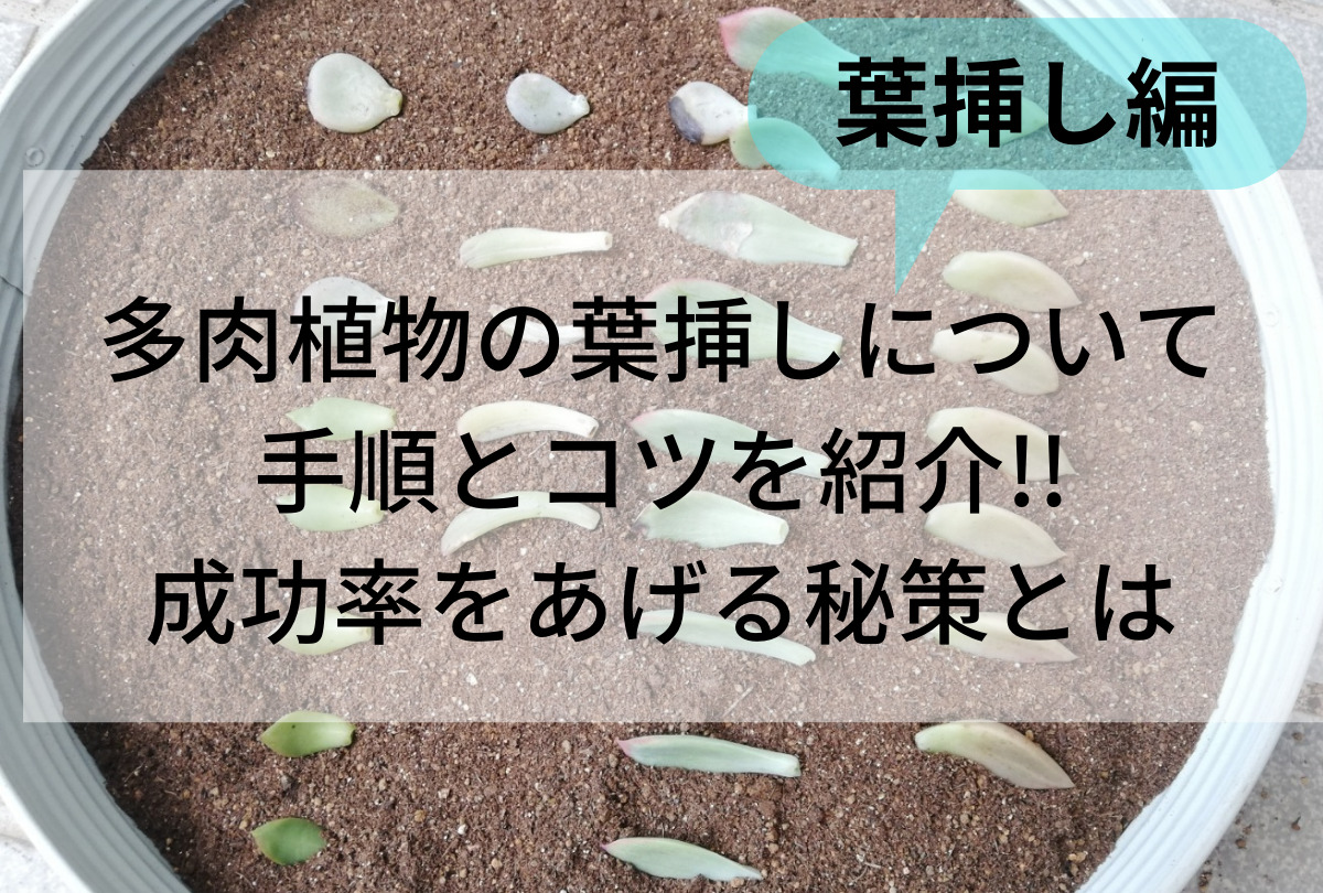 多肉植物の葉挿しについて手順とコツを紹介 成功率をあげる秘策とは Iku夫婦のタニラー日記