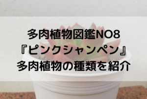 多肉植物図鑑no8 ピンクシャンペン 多肉植物の種類を紹介 Iku夫婦のタニラー日記